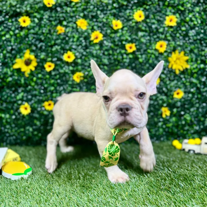 Male French Bulldog puppy named Rocco for sale at Puppy Dreams - Round Rock.