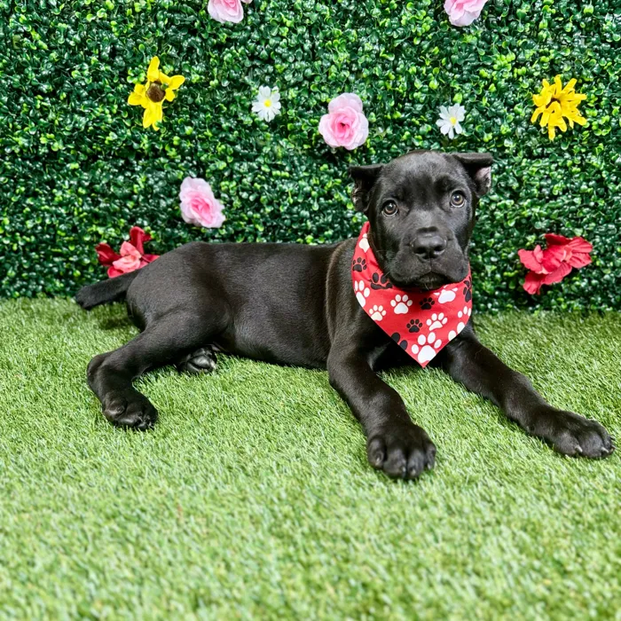 Male Cane Corso puppy named Panther for sale at Puppy Dreams - Round Rock.
