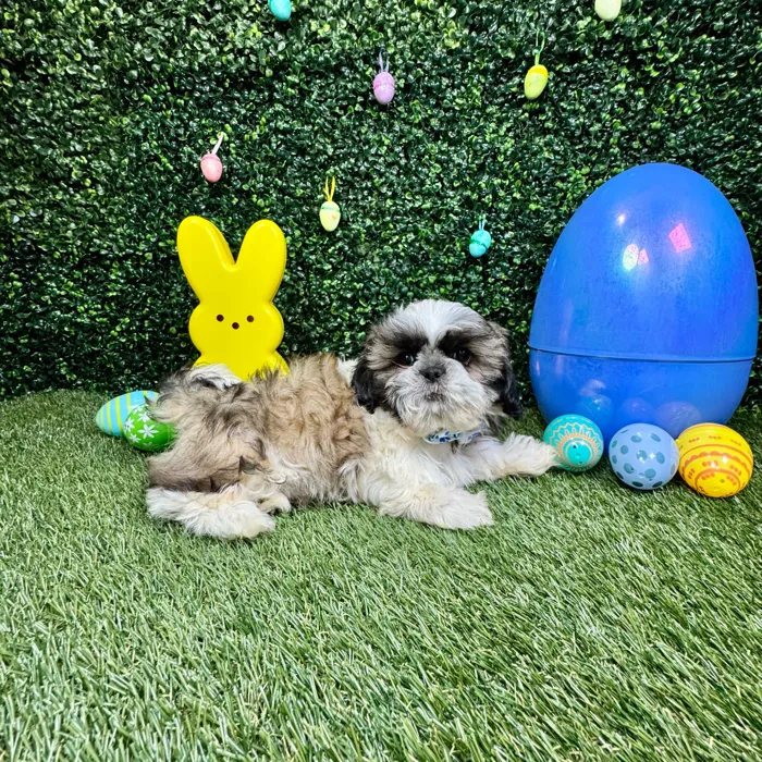 Male Shih Tzu puppy named Chewy for sale at Puppy Dreams - Round Rock.