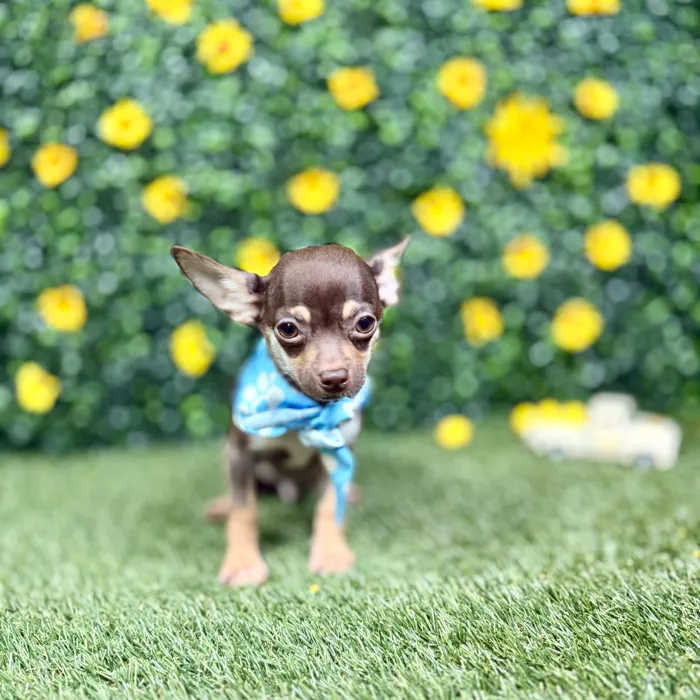 Male Chihuahua puppy named Mocha for sale at Puppy Dreams - Round Rock.