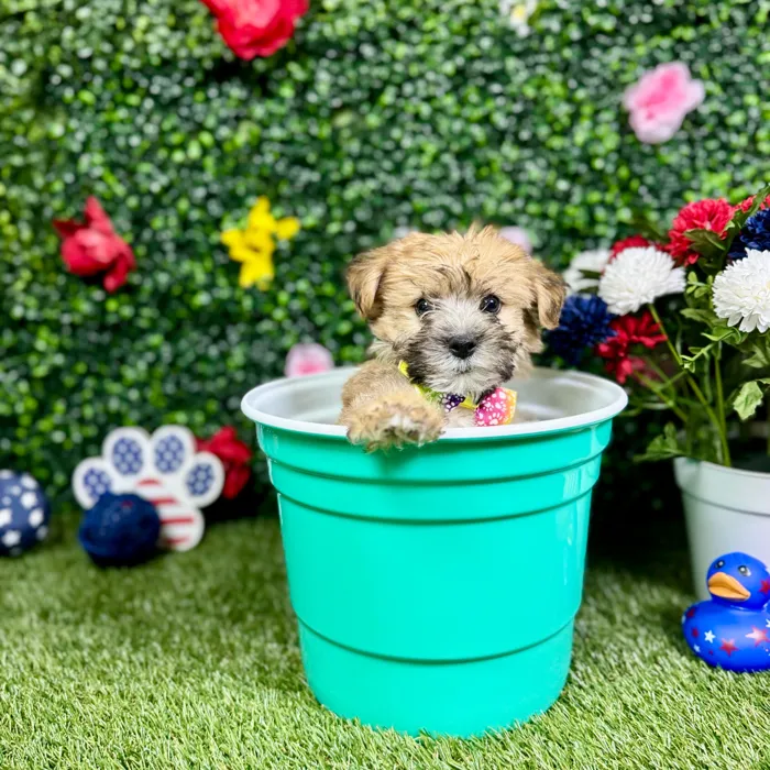 Male Yochon puppy named Dash for sale at Puppy Dreams - Round Rock.