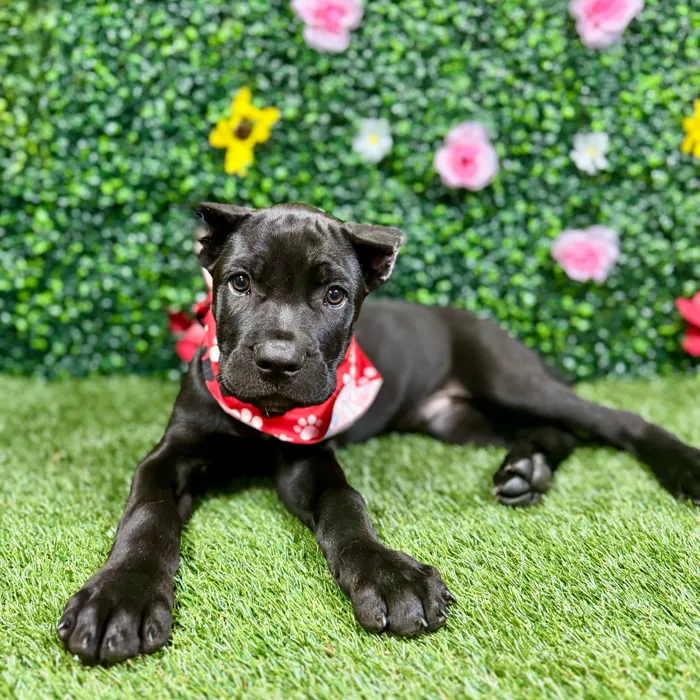 Male Cane Corso puppy named Panther for sale at Puppy Dreams - Round Rock.