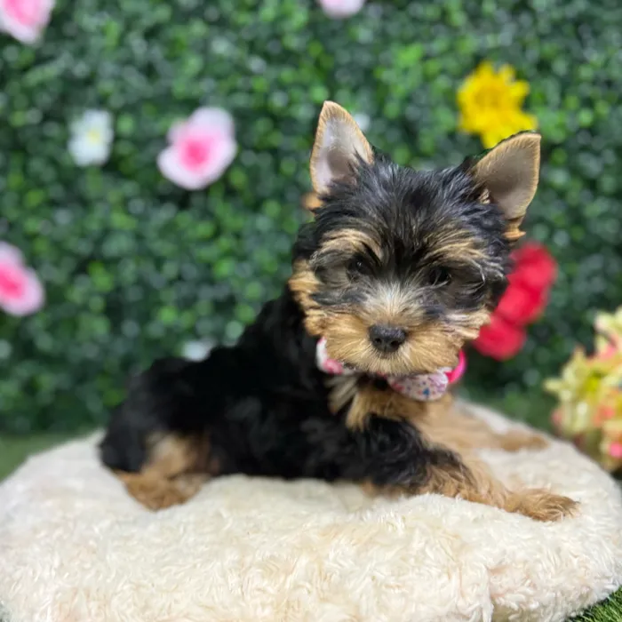 Female Yorkie puppy named Biscuit for sale at Puppy Dreams - Round Rock.