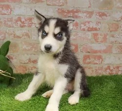 Male Siberian Husky puppy named Douglas for sale at Puppy Dreams - Round Rock.