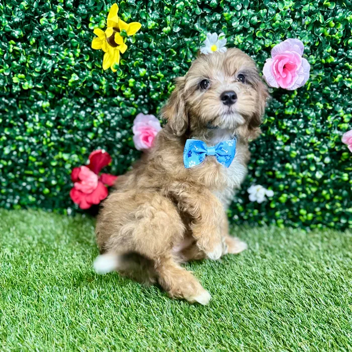 Male Havapoo puppy named Astro for sale at Puppy Dreams - Round Rock.