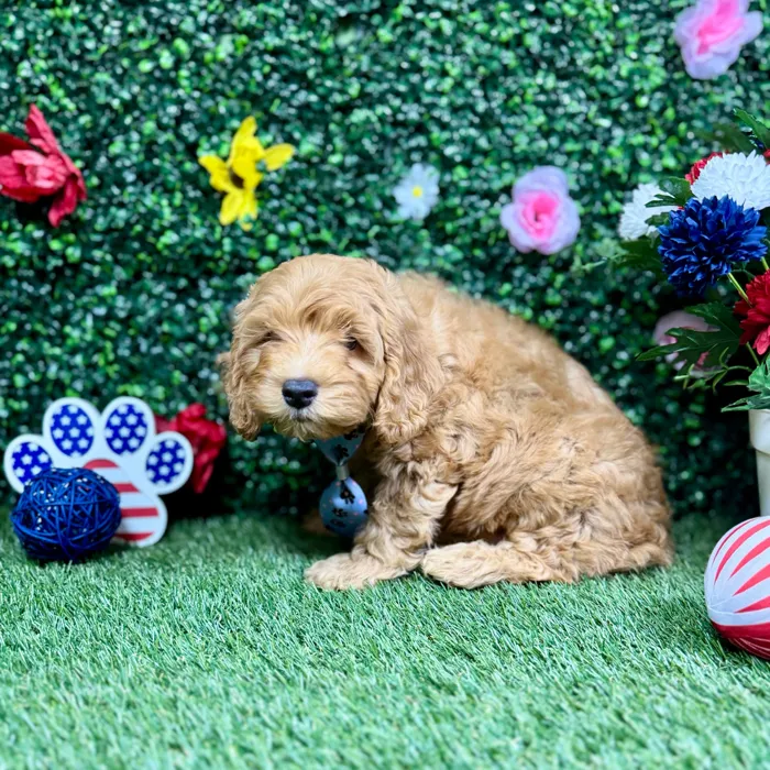 Male Cockapoo puppy named Churro for sale at Puppy Dreams - Round Rock.
