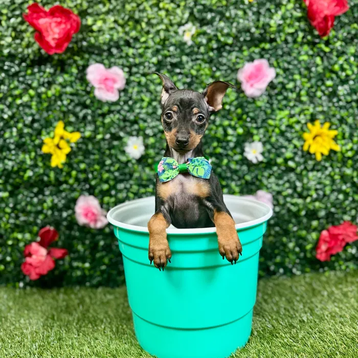 Male Min Pin puppy named Otto for sale at Puppy Dreams - Round Rock.
