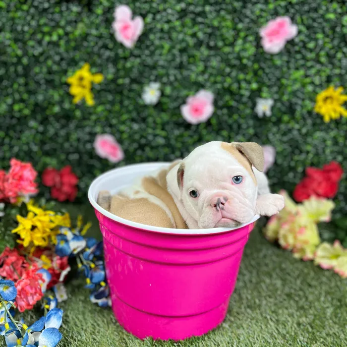 Female English Bulldog puppy named Stunna for sale at Puppy Dreams - Round Rock.