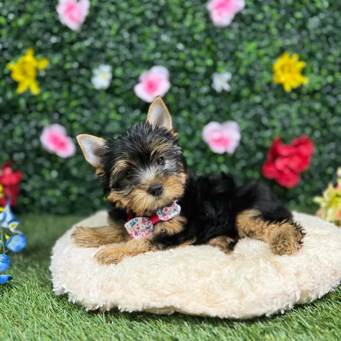 Female Yorkie puppy named Biscuit for sale at Puppy Dreams - Round Rock.