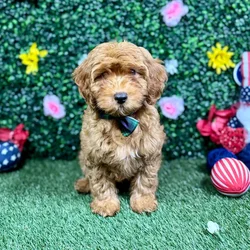 Male Cockapoo puppy named Mr.Bear for sale at Puppy Dreams - Round Rock.