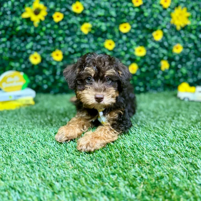 Male Schnoodle puppy named Lester for sale at Puppy Dreams - Round Rock.
