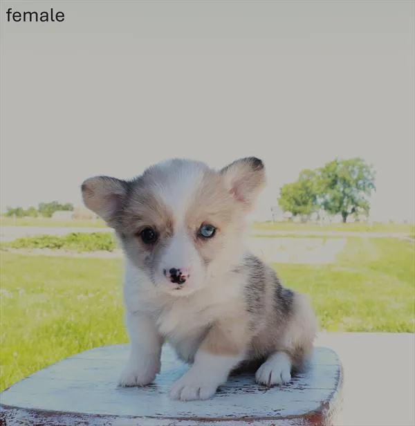 Female Pembroke Welsh Corgi puppy named Bambi for sale at Puppy Dreams - Round Rock.