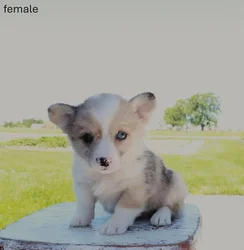 Female Pembroke Welsh Corgi puppy named Bambi for sale at Puppy Dreams - Round Rock.