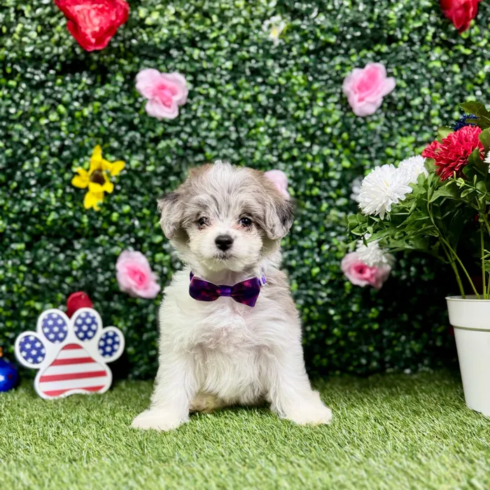 Female Pom-A-Poo puppy named Poppy for sale at Puppy Dreams - Round Rock.