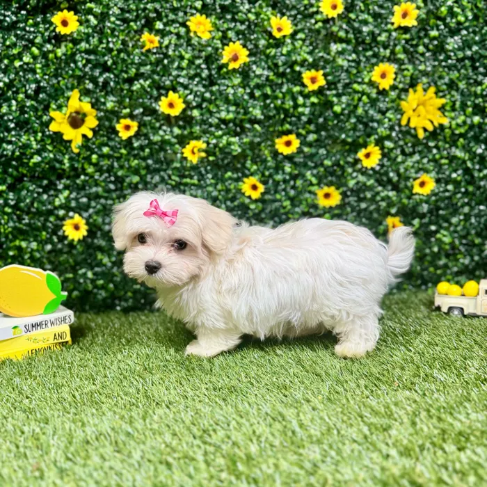 Female Maltese puppy named Opal for sale at Puppy Dreams - Round Rock.