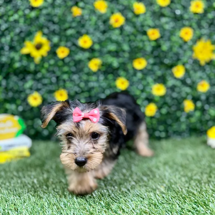 Female Yorkie puppy named Millie for sale at Puppy Dreams - Round Rock.