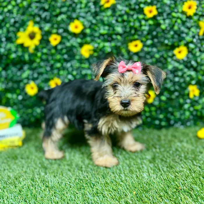 Female Yorkie puppy named Millie for sale at Puppy Dreams - Round Rock.