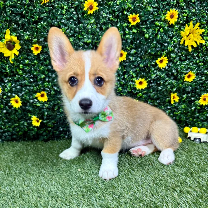 Female Pembroke Welsh Corgi puppy named Cookie for sale at Puppy Dreams - Round Rock.