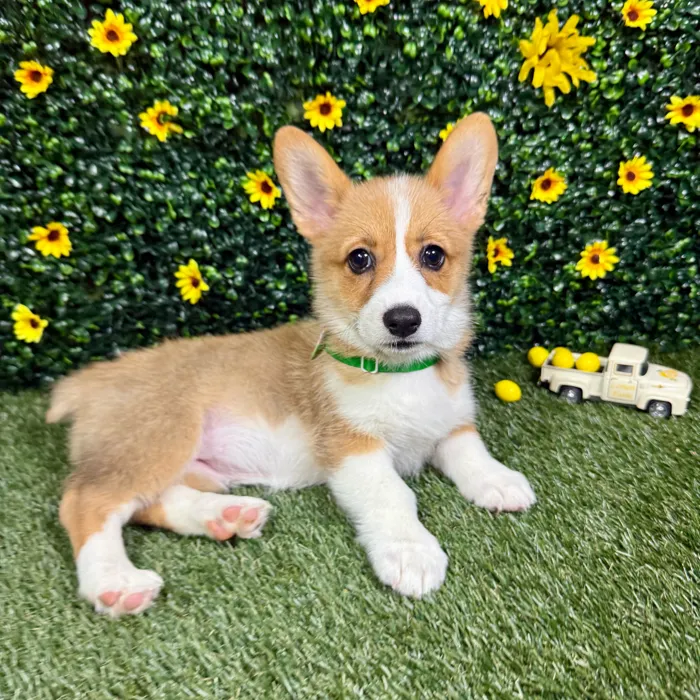 Female Pembroke Welsh Corgi puppy named Cookie for sale at Puppy Dreams - Round Rock.