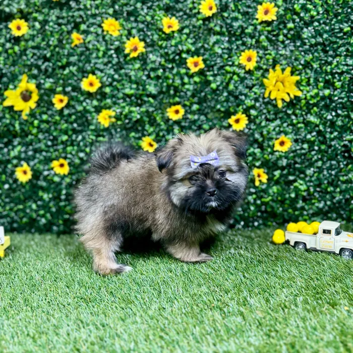 Female Shih Tzu-Pom puppy named Ash for sale at Puppy Dreams - Round Rock.