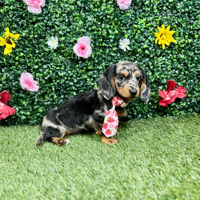 Female Dachshund puppy named Hazel for sale at Puppy Dreams - Round Rock.
