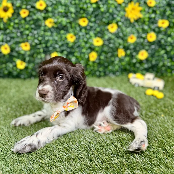 Male Cocker Spaniel puppy named Doe for sale at Puppy Dreams - Round Rock.