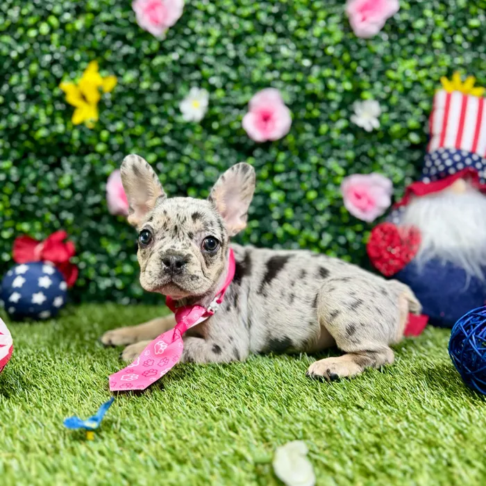 Female French Bulldog puppy named Hollie for sale at Puppy Dreams - Round Rock.