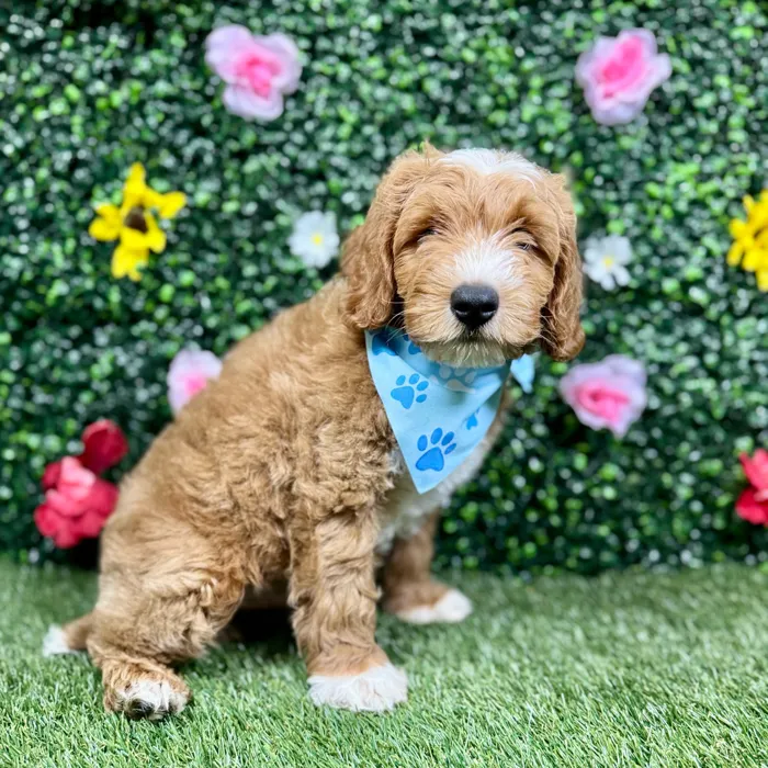 Male Mini Goldendoodle puppy named Rex for sale at Puppy Dreams - Round Rock.