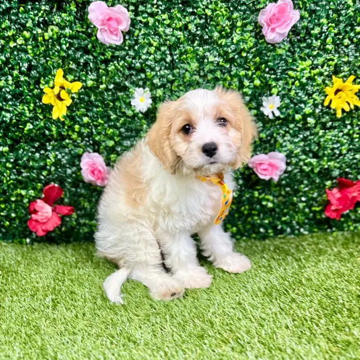 Male Cavachon puppy named Ace for sale at Puppy Dreams - Round Rock.