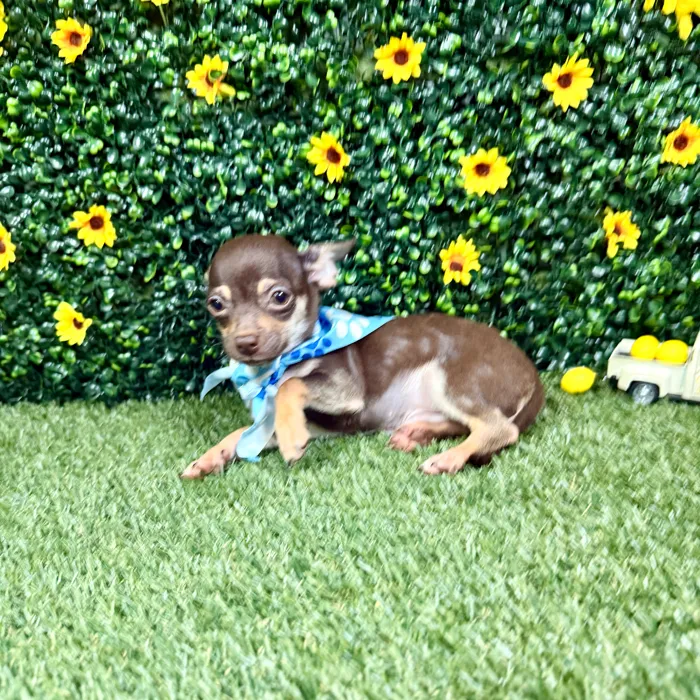 Male Chihuahua puppy named Mocha for sale at Puppy Dreams - Round Rock.