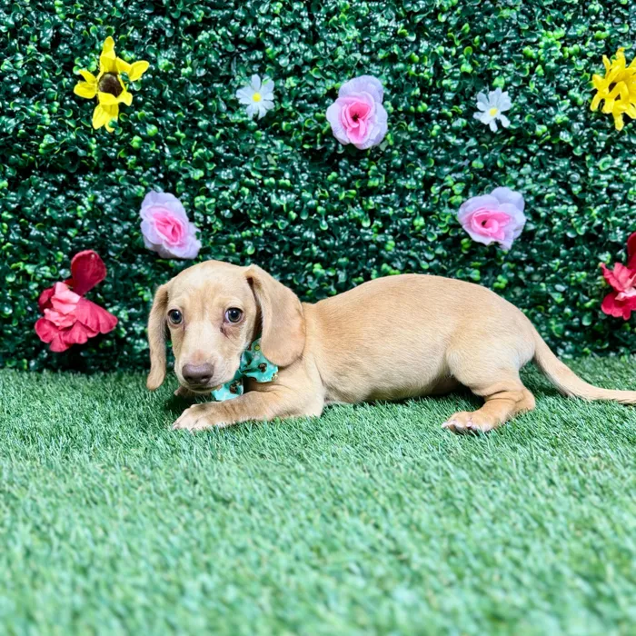 Male Dachshund puppy named Pudding for sale at Puppy Dreams - Round Rock.