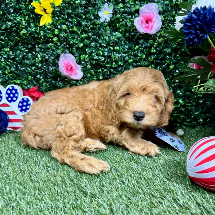 Male Cockapoo puppy named Churro for sale at Puppy Dreams - Round Rock.
