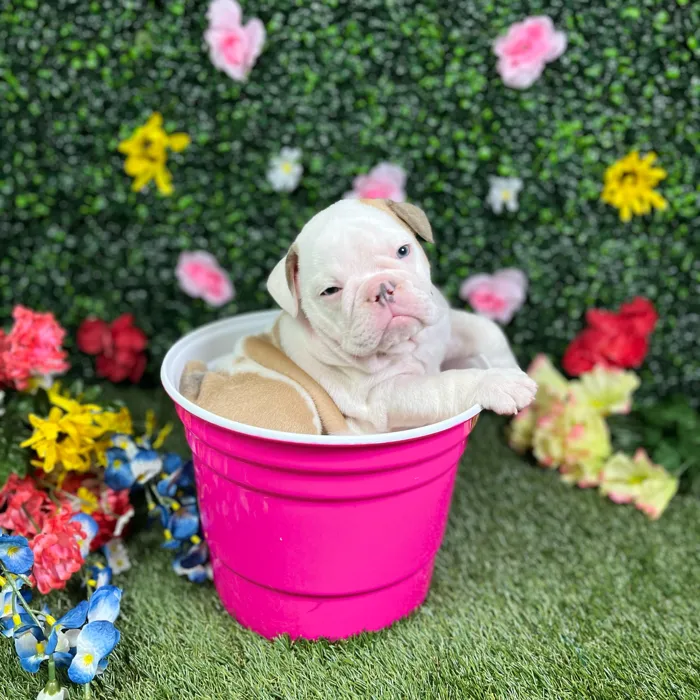 Female English Bulldog puppy named Stunna for sale at Puppy Dreams - Round Rock.