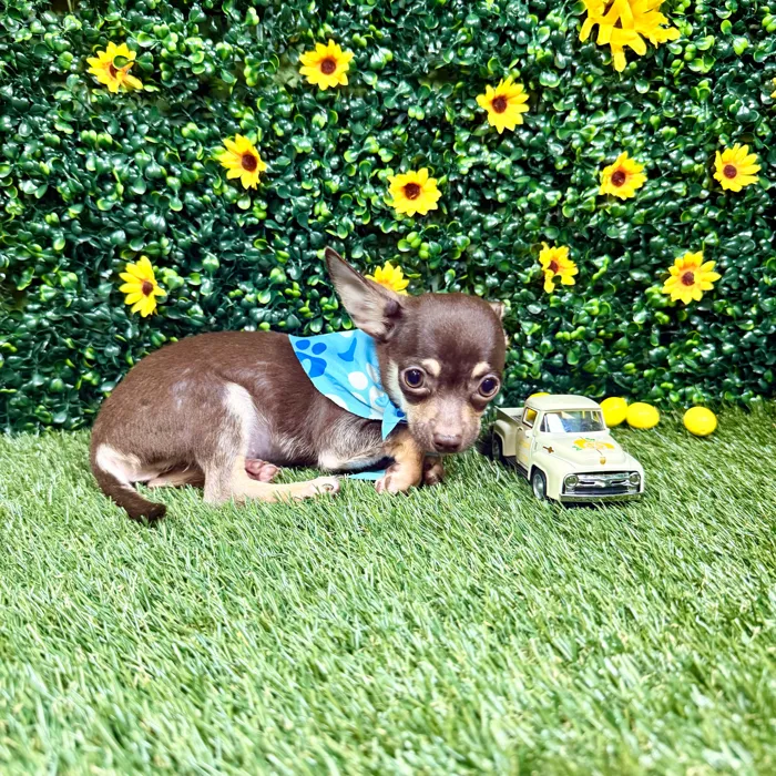Male Chihuahua puppy named Mocha for sale at Puppy Dreams - Round Rock.