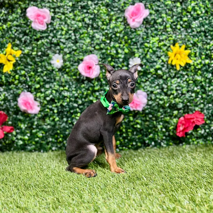 Male Min Pin puppy named Otto for sale at Puppy Dreams - Round Rock.