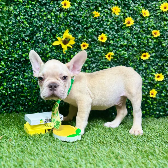 Male French Bulldog puppy named Rocco for sale at Puppy Dreams - Round Rock.