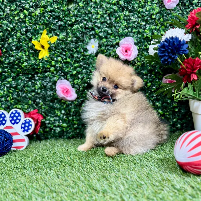 Male Pomeranian puppy named Otis for sale at Puppy Dreams - Round Rock.