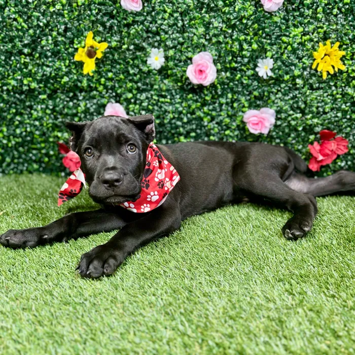 Male Cane Corso puppy named Panther for sale at Puppy Dreams - Round Rock.