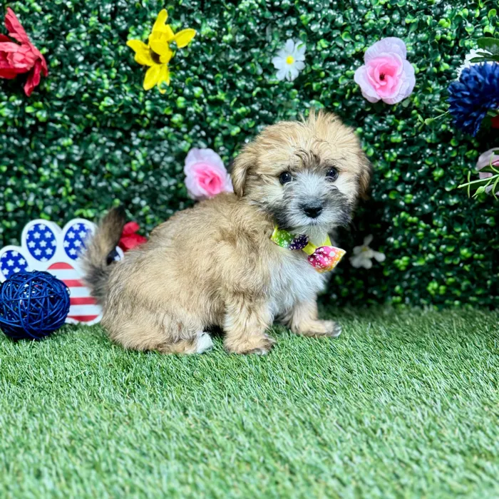 Male Yochon puppy named Dash for sale at Puppy Dreams - Round Rock.