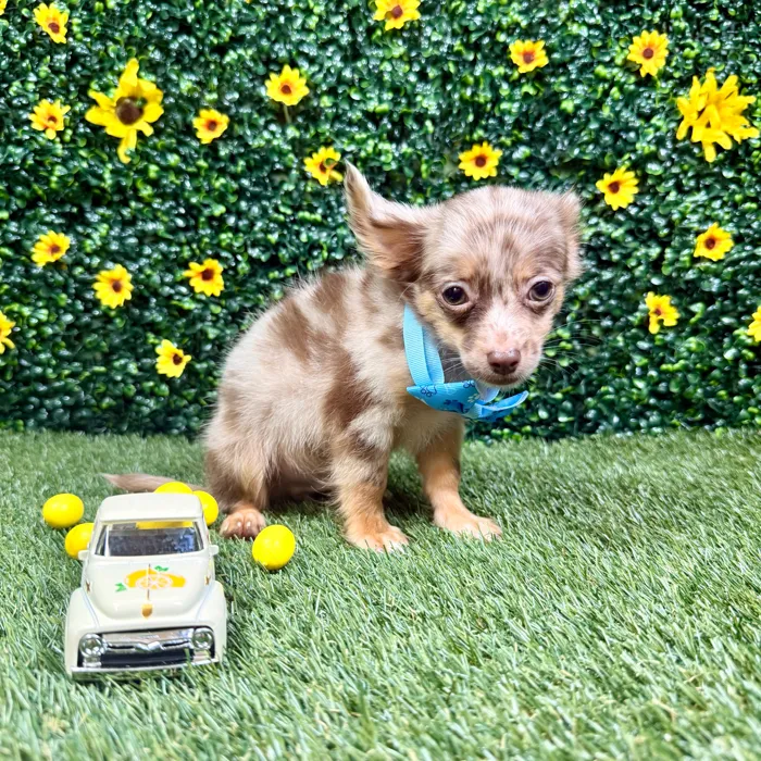 Male Chihuahua puppy named Frappe for sale at Puppy Dreams - Round Rock.
