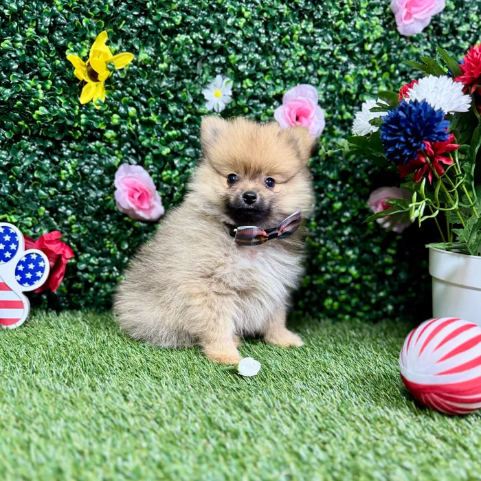 Male Pomeranian puppy named Otis for sale at Puppy Dreams - Round Rock.