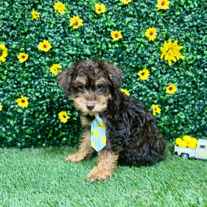 Male Schnoodle puppy named Lester for sale at Puppy Dreams - Round Rock.