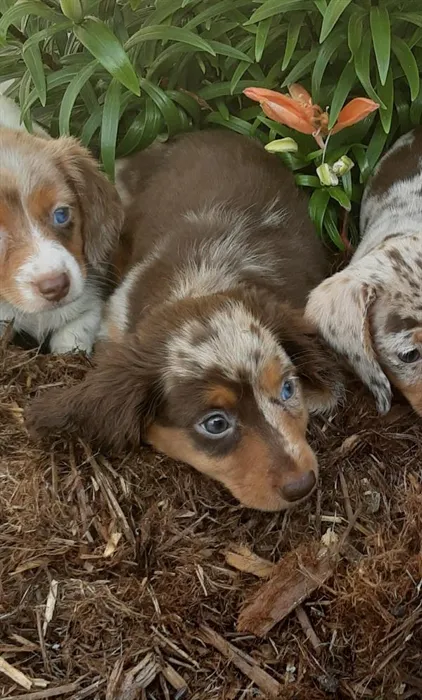 Male Dachshund puppy named Dale for sale at Puppy Dreams - Round Rock.