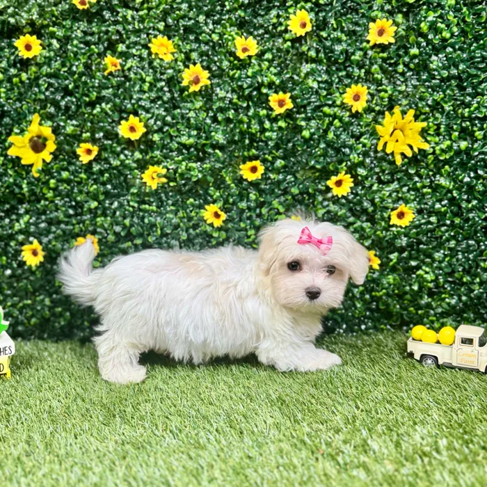 Female Maltese puppy named Opal for sale at Puppy Dreams - Round Rock.