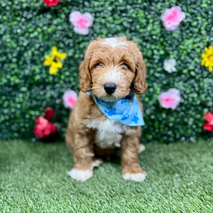 Male Mini Goldendoodle puppy named Rex for sale at Puppy Dreams - Round Rock.