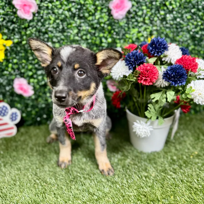 Female Australian Cattle puppy named Harper for sale at Puppy Dreams - Round Rock.