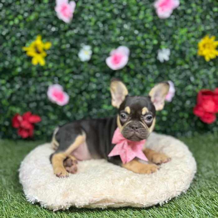 Female French Bulldog puppy named Nina for sale at Puppy Dreams - Round Rock.
