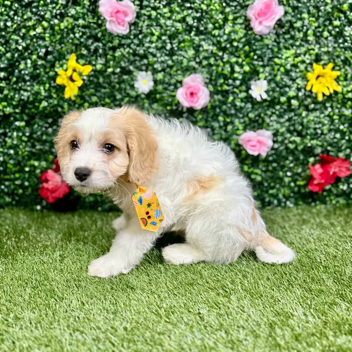 Male Cavachon puppy named Ace for sale at Puppy Dreams - Round Rock.