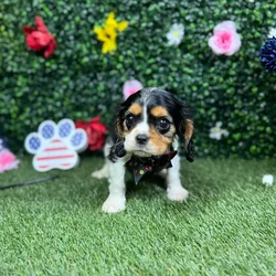 Male Cavalier King Charles Spaniel puppy named Leroy for sale at Puppy Dreams - Round Rock.