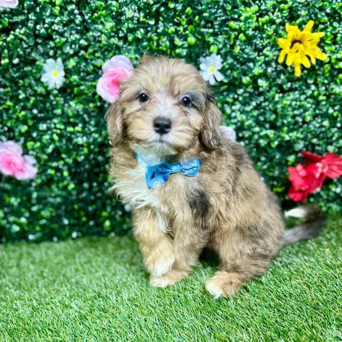 Male Havapoo puppy named Astro for sale at Puppy Dreams - Round Rock.